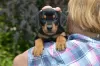 Photo №1. german pinscher - for sale in the city of Stockholm | 1057$ | Announcement № 56099