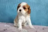 Photo №4. I will sell cavalier king charles spaniel in the city of Москва. breeder - price - 3254$