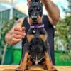 Photo №1. dobermann - for sale in the city of Loimaa | 423$ | Announcement № 84228