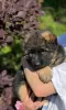 Photo №1. german shepherd - for sale in the city of Czartki | 832$ | Announcement № 28171