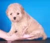 Additional photos: Maltipoo F1 puppies