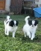 Photo №4. I will sell japanese chin in the city of Orsan. private announcement - price - negotiated