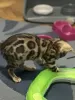 Additional photos: Bengal kittens for sale