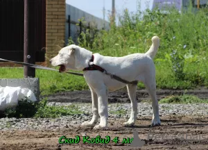 Additional photos: Central Asian Shepherd Puppy