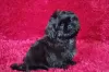 Photo №1. shih tzu - for sale in the city of Долинская | negotiated | Announcement № 51361