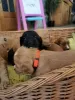 Additional photos: Beautiful Kc Reg Working Cocker Spaniel Puppies