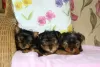 Photo №1. yorkshire terrier - for sale in the city of Zürich | 581$ | Announcement № 127478