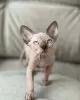 Photo №2 to announcement № 93344 for the sale of sphynx cat - buy in United States private announcement