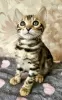 Photo №4. I will sell bengal cat in the city of Melk. private announcement - price - 423$