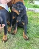 Photo №2 to announcement № 10259 for the sale of dobermann - buy in Romania 