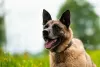 Additional photos: A chic guy of the Malinois phenotype is looking for a man.