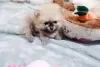 Additional photos: Beautiful Pomeranian Puppies Girls