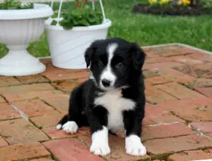 Photo №3. The smartest dog Border Collie from the best kennel in Moscow!. Russian Federation