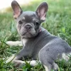 Photo №1. french bulldog - for sale in the city of Wetzikon | Is free | Announcement № 129171