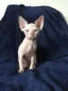 Photo №2 to announcement № 11994 for the sale of sphynx-katze - buy in France from the shelter