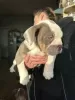 Additional photos: English bulldog x olde Tyme bulldog