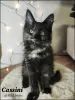 Photo №4. I will sell maine coon in the city of Karlsruhe.  - price - 1004$