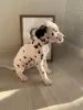 Photo №2 to announcement № 26434 for the sale of dalmatian dog - buy in Italy from nursery