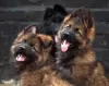 Additional photos: Beautiful dsh German Shepherd puppies.