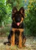 Photo №4. I will sell german shepherd in the city of Каир. private announcement, from nursery, breeder - price - 600$