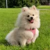 Photo №1. pomeranian - for sale in the city of Évry-Courcouronnes | 845$ | Announcement № 92979