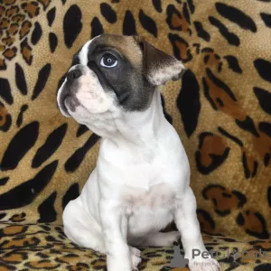 Additional photos: French bulldogs