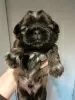 Additional photos: Purebred Shih Tzu puppies