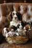 Photo №1. welsh springer spaniel - for sale in the city of Mannheim | 100$ | Announcement № 129617