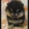 Additional photos: Pomeranian puppies for sale