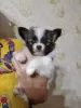 Additional photos: Papillon puppy boy