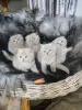 Additional photos: Quality Scottish Fold Kittens