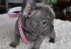 Photo №1. french bulldog - for sale in the city of Berlin | Is free | Announcement № 126305