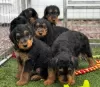 Additional photos: Male & Female Airedale Pups.