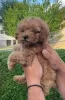 Additional photos: Poodle puppies