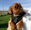 Photo №2 to announcement № 21302 for the sale of cavalier king charles spaniel - buy in Estonia from nursery