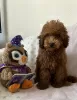 Photo №2 to announcement № 109026 for the sale of poodle (toy) - buy in Serbia 