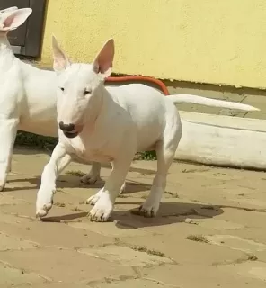 Photo №3. Standard Bull Terrier Puppy. Russian Federation