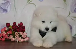 Additional photos: Samoyed kids.