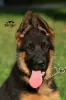 Photo №2 to announcement № 9671 for the sale of german shepherd - buy in Ukraine from nursery, breeder