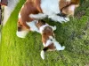 Photo №4. I will sell kooikerhondje in the city of Augustów. breeder - price - 1479$