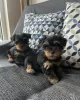 Photo №3. Adorable Yorkie puppies for sale. Germany