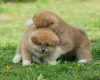 Additional photos: Akita inu puppies