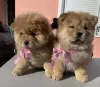 Additional photos: Chow Chow puppies