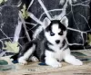 Photo №1. siberian husky - for sale in the city of Даллас | 330$ | Announcement № 45897