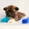 Photo №2 to announcement № 76772 for the sale of american akita - buy in Kazakhstan breeder