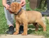 Photo №1. dogue de bordeaux - for sale in the city of Minsk | 1000$ | Announcement № 7800