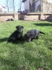 Photo №3. Black German Shepherd puppies. Serbia