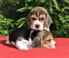 Photo №4. I will sell beagle in the city of Kiev. private announcement, from nursery - price - 650$