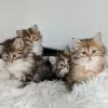 Photo №1. siberian cat - for sale in the city of Taos | 300$ | Announcement № 129578