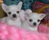 Photo №1. chihuahua - for sale in the city of Bonn | 475$ | Announcement № 41585